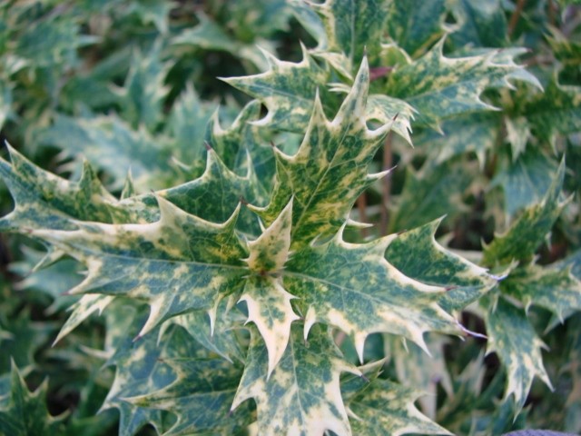 osmantus krupno